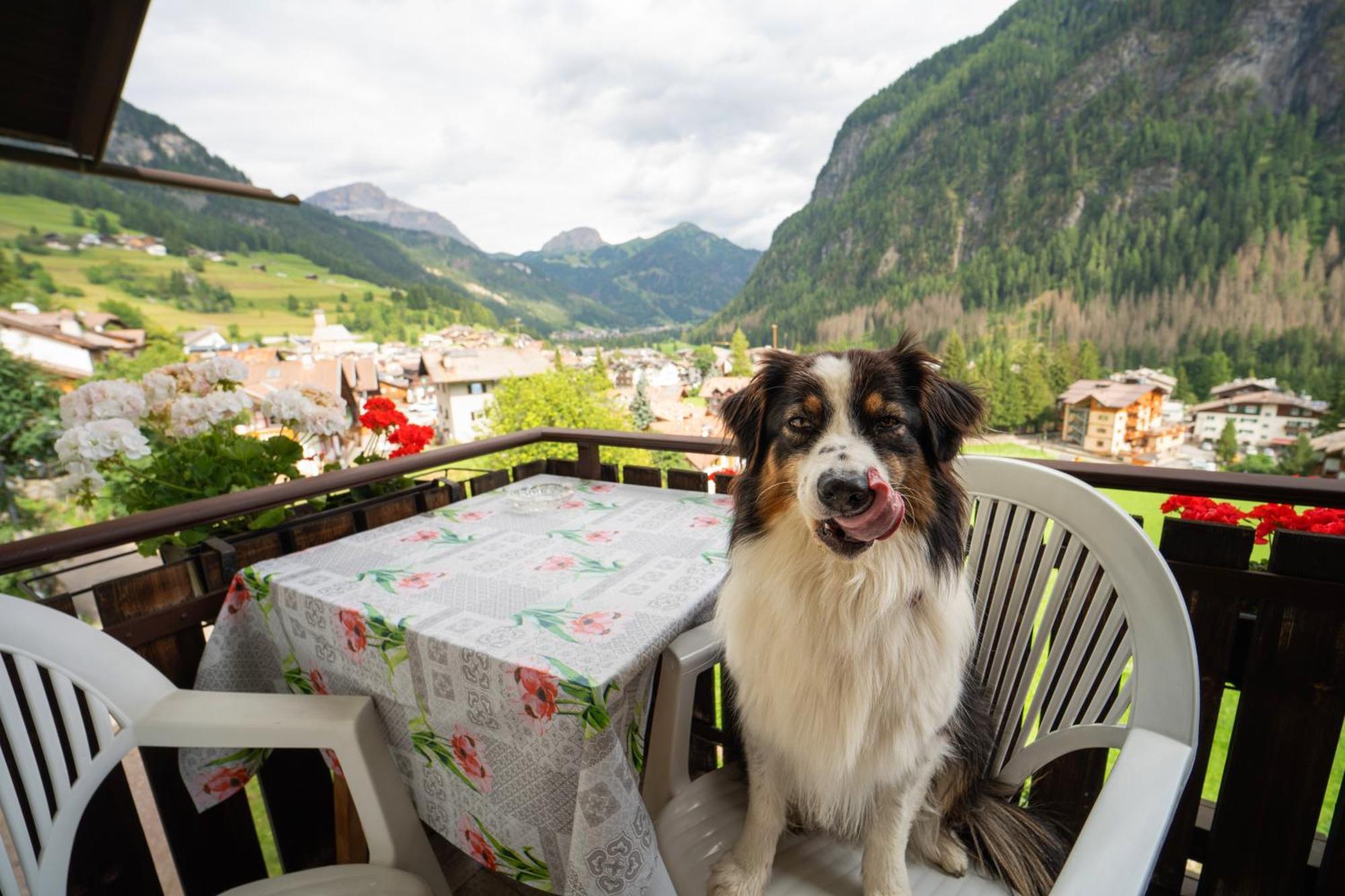 Cesa Cherpei - Dog Friendly Campitello di Fassa Exterior foto